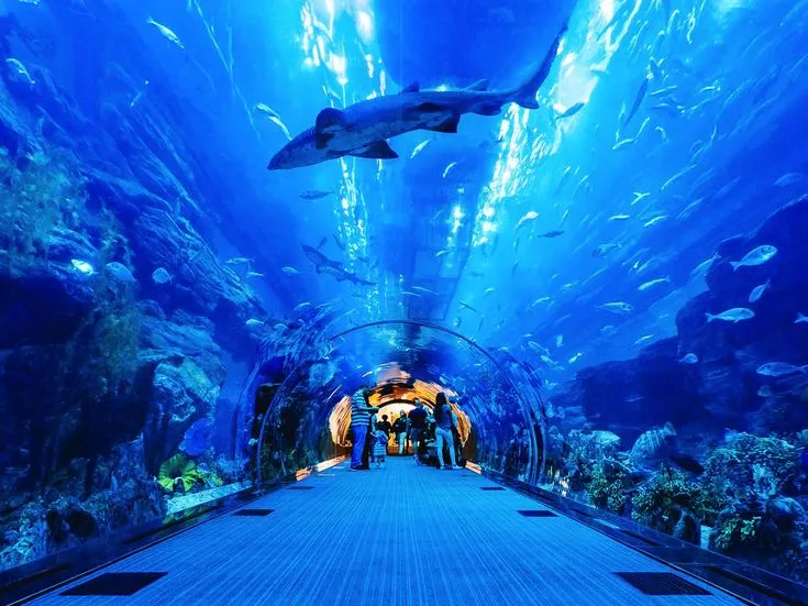 Dubai Aquarium And Underwater Zoo